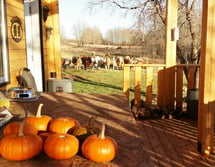 pumpkin placed outside the house